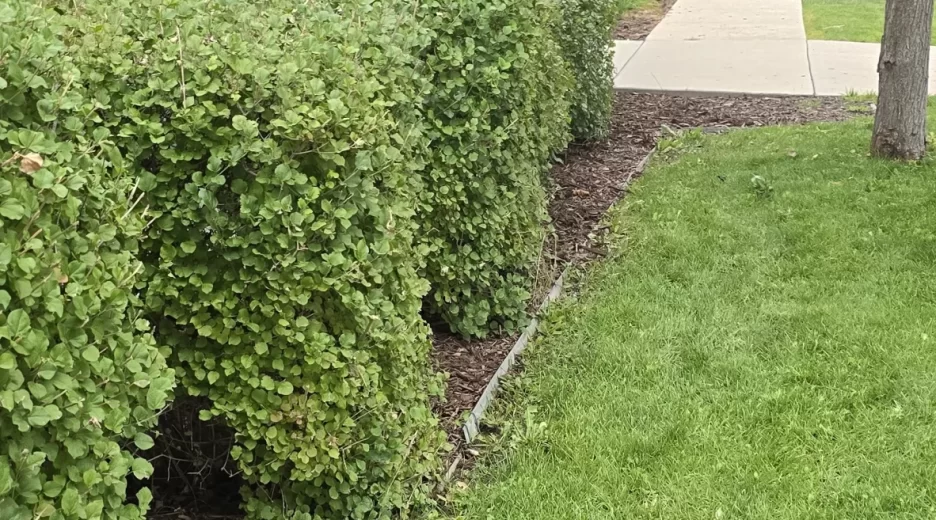 Seasonal Clean Ups